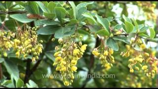 Berberis aristata  Deciduous evergreen shrubs [upl. by Nileek]