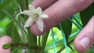 How to pollinate chillies and peppers [upl. by Summer]