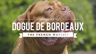 ALL ABOUT THE DOGUE DE BORDEAUX THE FRENCH MASTIFF [upl. by Wahkuna]