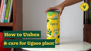 How to unbox Ugaoo Plants and take Care of them [upl. by Eadrahs]