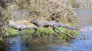 Alligators at Wakulla Springs [upl. by Yukio]