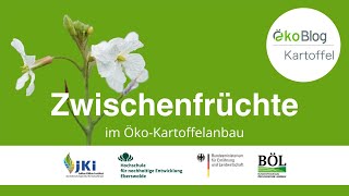 Zwischenfrüchte im ÖkoKartoffelanbau [upl. by Leasa]