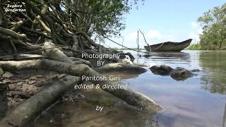 EXCOECARIA AGALLOCHA  GEOYA  গেওয়া  MANGROVE EPISODE 10SUNDARBAN [upl. by Ramhaj]