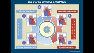 Quelles sont les étapes du cycle cardiaque [upl. by Htnnek614]