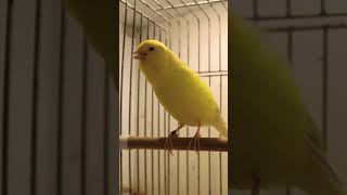 canary bird sounds video  Yellow Canary Kanarya Sesi Ve Ötüşü [upl. by Ahtiuqal]