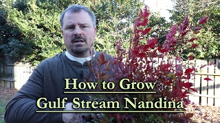 How to grow Gulf Stream Nandina Evergreen Shrub with Red Winter Foliage [upl. by Anem]