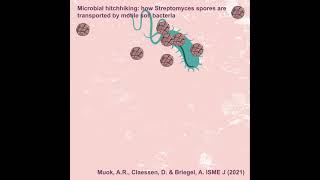 Streptomyces spores travel by Hitchhiking with motile bacteria [upl. by Teyugn]