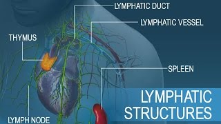 Anatomy and Physiology of Lymphatic System [upl. by Eiramenna198]