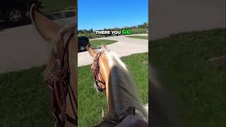 Mastering Horse Training Round Pen to Real Distractions [upl. by Ettevahs]