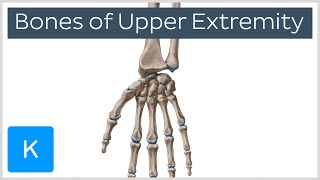 Overview of Upper Extremity Bones  Human Anatomy  Kenhub [upl. by Biel]