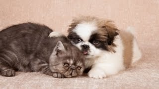 How to Introduce Puppy to Other Pets  Puppy Care [upl. by Arten]