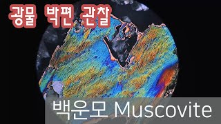 광물 백운모 박편 관찰하기 muscovite in thin section [upl. by Xilef]