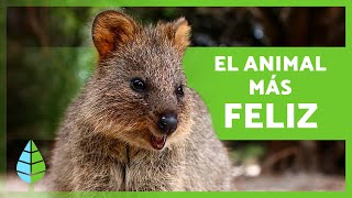 El QUOKKA 🐹 Conoce al ANIMAL más FELIZ del MUNDO 🌎 [upl. by Aztiray]