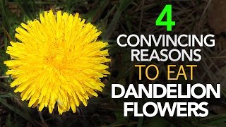 Is The Healthiest Part Of Dandelion Its Flower [upl. by Ys]