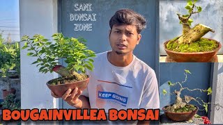 Bougainville Bonsai Movement  Bonsai Tree  Sani Bonsai Zone bonsai garden [upl. by Greenquist]