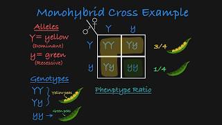 Monohybrid Cross Explained [upl. by Leveridge]