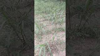 red Napier Ghas goat goatfarming trending red napier ghass animals viralvideo india [upl. by Htenaj]