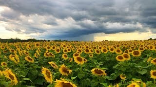 Sunflower Field TimeLapse [upl. by Aihn]