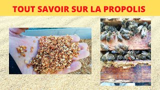 récolter et préparer la propolis [upl. by Durward]