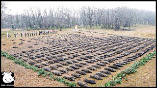 Cómo Los Agricultores Lidian Con Millones De Cerdos Salvajes Gigantes Que Invaden Los Campos De Maíz [upl. by Chapel]