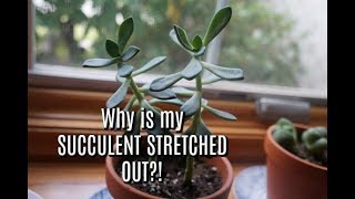 How to fix Leggy Succulents GARDEN MAINTENANCE [upl. by Tevlev]