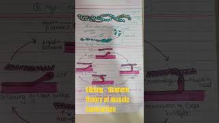 Sliding  filament theory of muscle contraction  muscle contraction actinmyosin scienceclass11 [upl. by Dranoel]