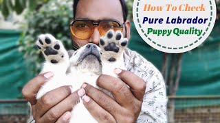 How to Check Pure Labrador Puppy  Lab pure hai ya Mix kaise pata lagaye [upl. by Etnaled]