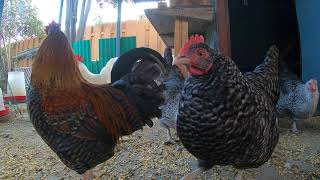 Backyard Chickens Coming Out Of The Coop In The Morning Roosters Crowing Hens Clucking [upl. by Eigger]