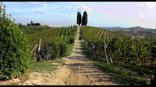 Michele Chiarlo vineyards tour short version [upl. by Warder179]