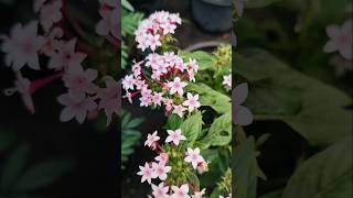 Permanent pentas flower plant your terrace garden homedecor garden permanentplant pant [upl. by Fenny]