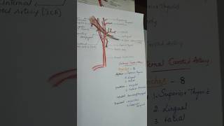 Branches of External carotid artery humananatomy learning [upl. by Wyn]