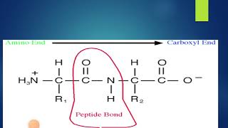 Ch3 Amino Acid peptide bonds resonance and rotation part two [upl. by Youngran1]