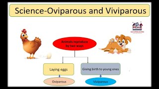 Science Oviparous and Viviparous animalanimated [upl. by Irot]