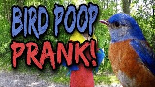 Bird poop prank [upl. by Suruat]