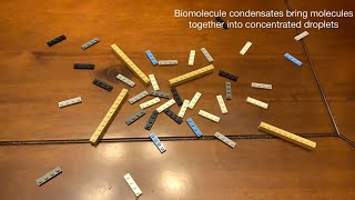 Formation of Biomolecular Condensates  Lego Explainer [upl. by Quinton861]