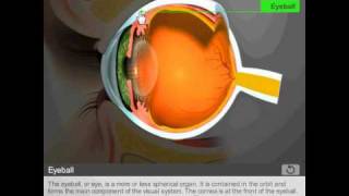 Anatomy of the eye by Quantel Medical [upl. by Barbour]