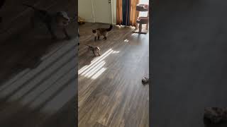 cat dachshund weinerdog dog breakmystride [upl. by Anavahs]