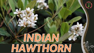 INDIAN HAWTHORN Information amp Growing Tips Rhaphiolepis indica [upl. by Enail483]