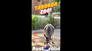 Taronga Zoo [upl. by Dorree]