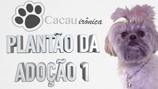 Plantão da Adoção 01 [upl. by Fillander774]