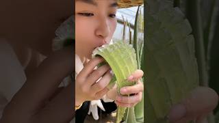 Edible aloe vera plant plants healthy health [upl. by Ferrick350]