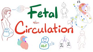 Fetal Circulation  Explained Clearly  Placenta Umbilical Vessels Ductus Arteriosus Venosus [upl. by Akirre198]