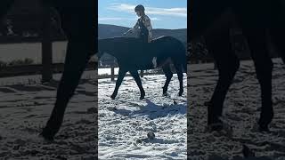 first time galloping with zero tack M12 [upl. by Jimmie307]