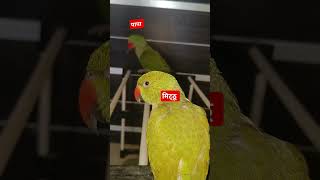 मिट्ठू और उसके पापा की बातें मिट्ठू के पापा मिल गए parrot mitthu funny talkingparrot short [upl. by Worrad]