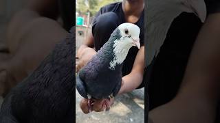 Ya kabutar 15 😱👀 ghanta uthata hai shorts pigeon kabootarlovers 😱😱😱👀🕊️🕊️kabutar kabutarbazi [upl. by Arodoet224]