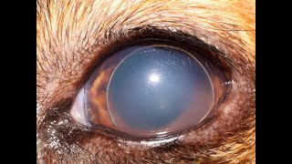 Everything you need to know about lens luxation in animals [upl. by Ennairod378]