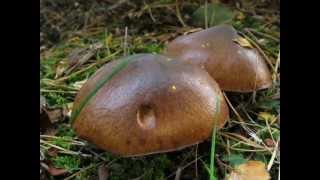 Klouzek obecný  Suillus luteus [upl. by Dylan]