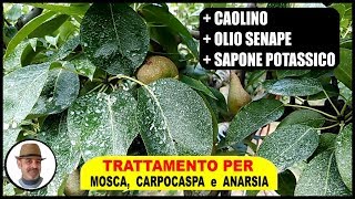 INSETTICIDA UNIVERSALE PER ALBERI DA FRUTTO contro mosca carpocaspa ed anarsia [upl. by Lazor34]