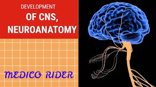 DEVELOPMENT OF CNS  NEUROANATOMY IN HINDI  CNS EASY  CNS SIMPLE  from dr najeeb [upl. by Esinev168]