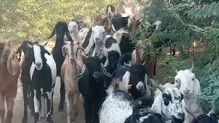 bakriyan 🐐 ghas khane karvani2024 video [upl. by Millicent]